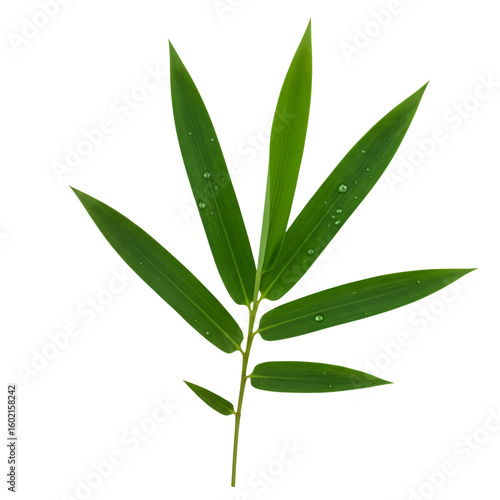 Fresh Bamboo Leaf with Water Droplets