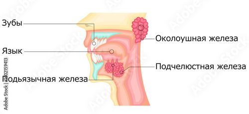 口腔　唾液腺　イラスト　ロシア語