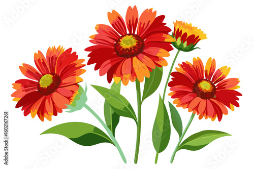Beautiful gaillardia flower illustration for floral designs and botanical art projects vector art