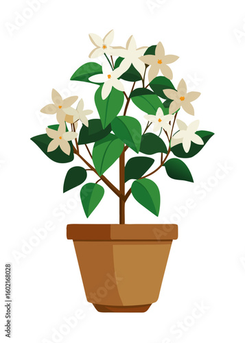 Illustration of potted star jasmine plant with white flowers and green leaves indoor decor art