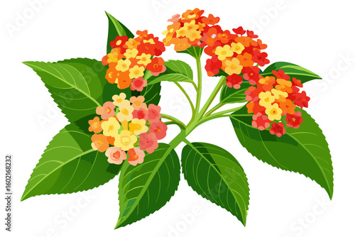 Beautiful lantana camara flower illustration with vibrant colors for garden and nature lovers design