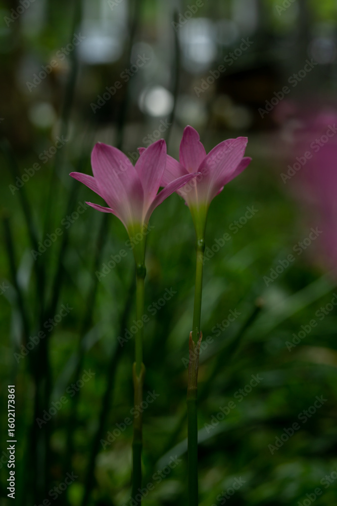 Fototapeta premium white-rain-lily-with-bokeh-background