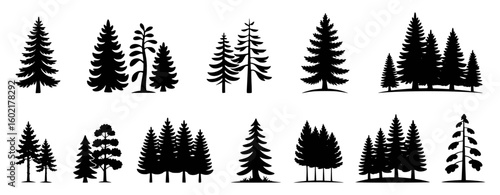 Diverse evergreen trees in silhouette pine spruce