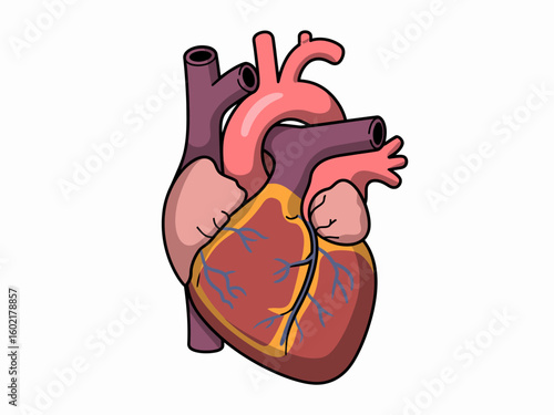 Human Heart Anatomy Illustration Detailed Medical Diagram for Education and Healthcare Content Creation Isolated on White Background