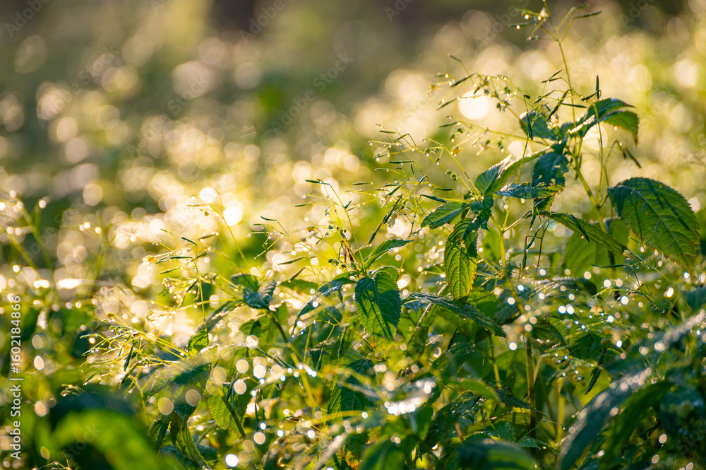 Obraz premium Morning dew drops on grass leaves and shoots shining in the sun light outdoors. Beautiful and peaceful nature scene. Early morning. Glowing in sun