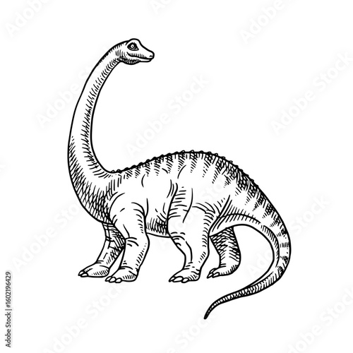 Hand drawn dinosaur diplodocus illustration. Vector sketch isolated prehistoric animal on white background
