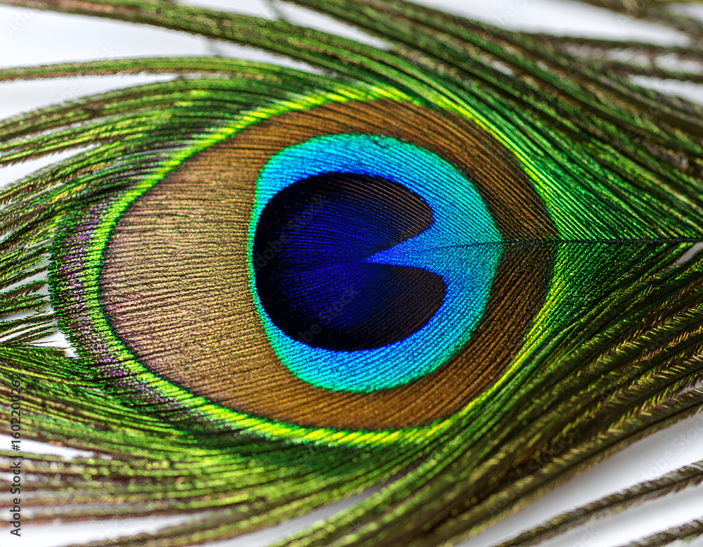 Obraz premium Peacock Feather Closeup Detail.