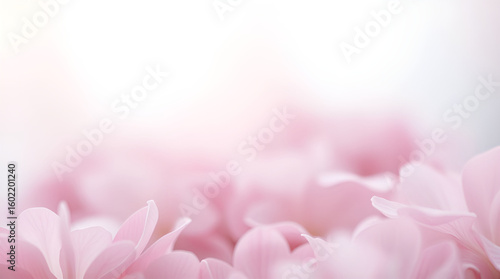 Soft Pink Flower Petals Background, Delicate Floral Texture, Romantic Spring Blossom Image