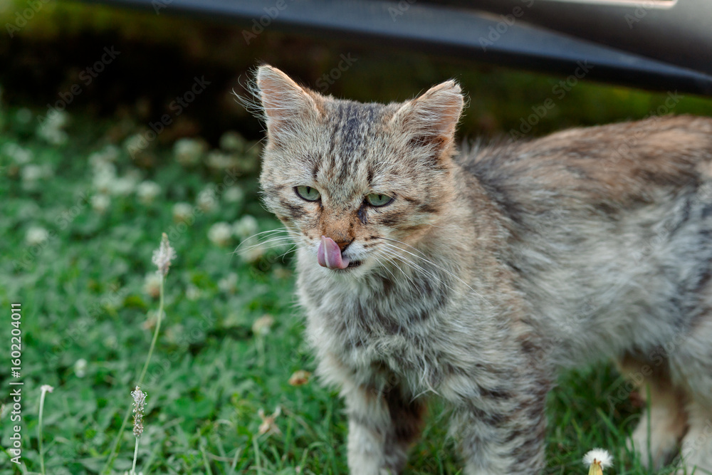 Naklejka premium A tabby cat with green eyes stands on the green grass, licking its lips. Its fur is fluffy, and its gaze is alert. In the background is nature and the shadow of a car.
