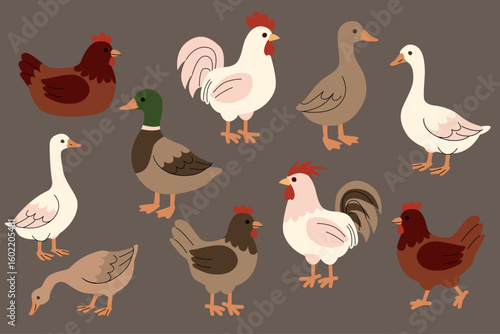 Flat illustration of farm birds including chickens, roosters, ducks, and geese in various poses. Simple cartoon style with earthy colors on a brown background. Suitable for children and education