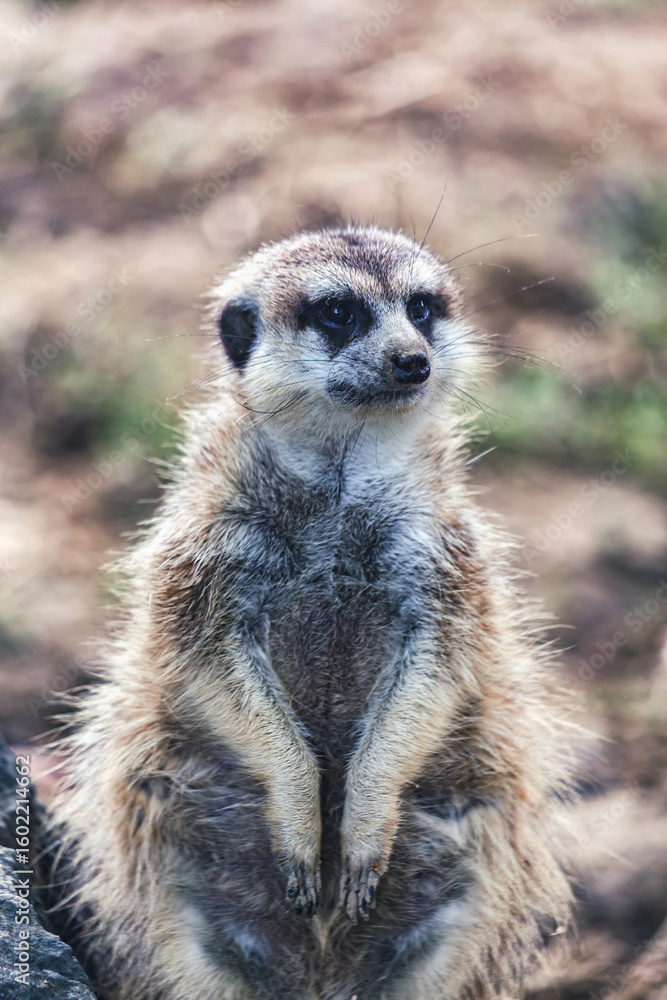 Curious meerkat standing upright on alert in natural habitat with soft background light Curious meerkat standing upright on alert in natural habitat with soft background light