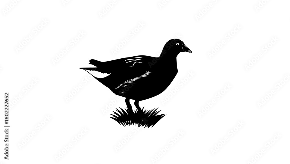 Fototapeta premium Eurasian Moorhen bird, black isolated silhouette