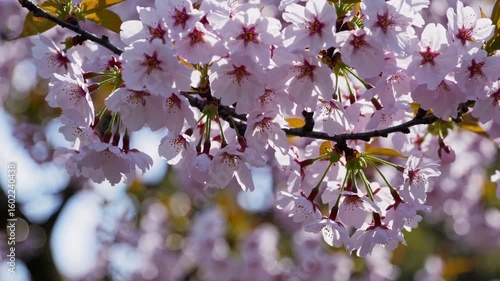 Cherry blossoms bloom beautifully in spring showcasing pink petals against a clear sky