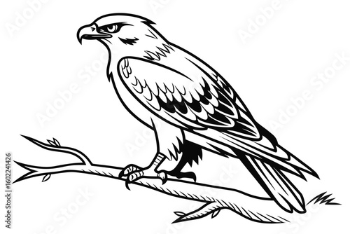 Illustration of a hawk perched on a branch showcasing intricate details and realistic features in black and white style