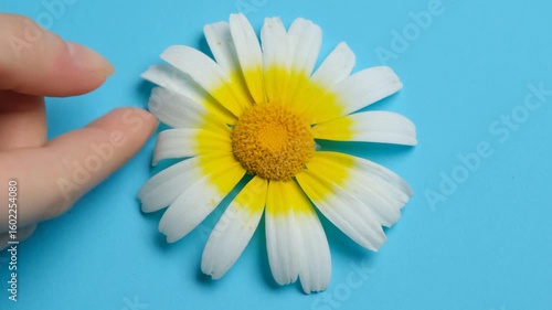 Two women gently pluck petals from a daisy, one by one, against a pastel blue background. A poetic and symbolic moment captured in macro detail.