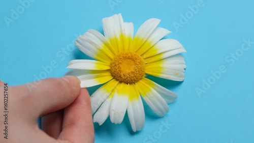 Two hands slowly pluck the petals of a daisy until nothing remains. A symbolic, meditative gesture on love, choice, and passing time — captured in close-up.
