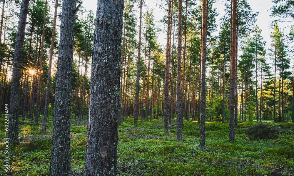 Fototapeta premium Pine forest in early morning light 