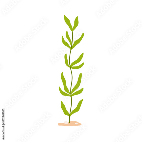 Seaweed, underwater alga. Sea weed, undersea marine tropical plant. Green lea...