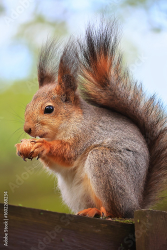 A red fluffy squirrel is sitting and nibbling on a nut on a park fence. Soft focus. Close-up