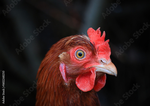 Portrait of a surprised chicken. Close-up, soft focus.