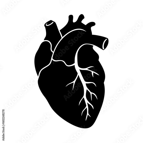 Stylized black and white vector drawing of a human heart illustration
