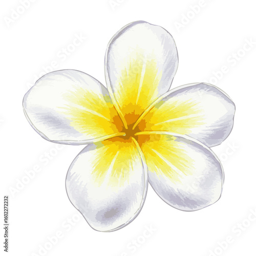 watercolor of Plumeria