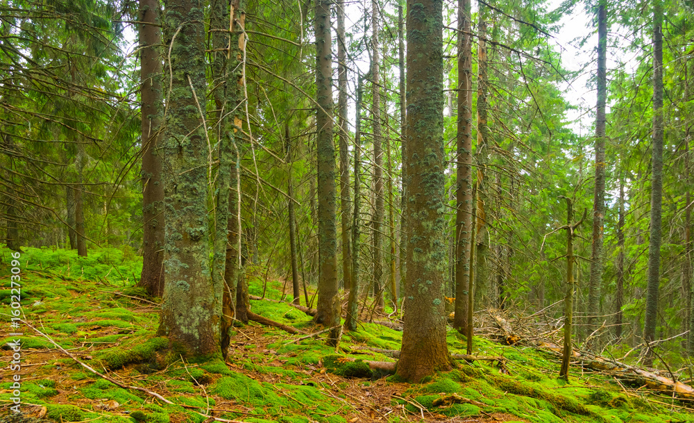 Fototapeta premium green fir tree forest on mount slope