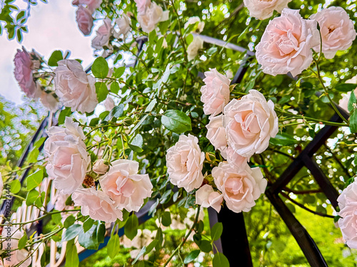 Climbing pale pink roses on garden trellis