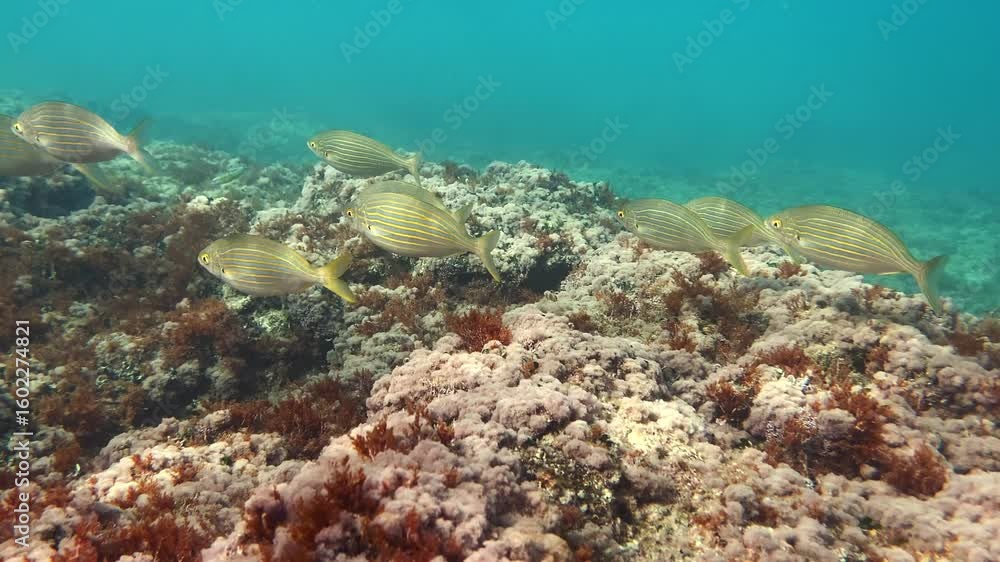 Fish in the Adriatic Sea swim near the coast. Mediterranean Sea, Italy Fish in the Adriatic Sea swim near the coast. Mediterranean Sea, Italy