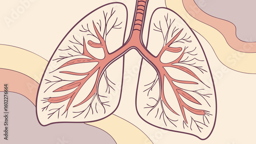 Illustration of human lungs with trachea and bronchioles in a stylized anatomical drawing style