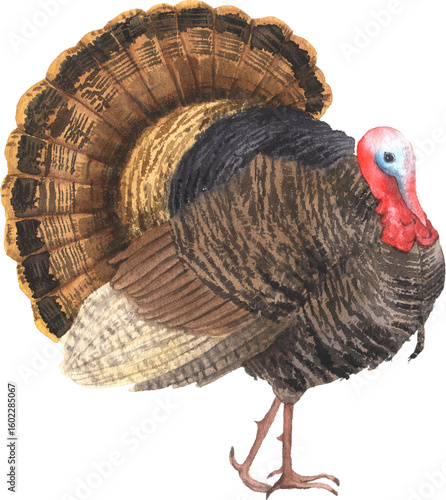 Watercolor hand drawn turkey bird illustration isolated. Colorful bright Thanksgiving holiday symbol clipart