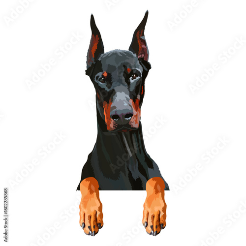 Portrait of dobermann with paws. Dog hanging on border