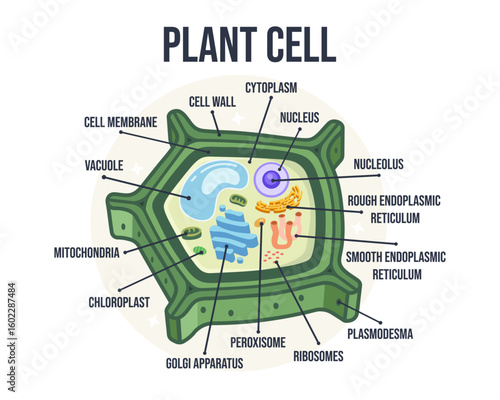 Labeled Flat Vector Illustration of Plant Cell Structure – Educational Biology Diagram for Learning Resources, School Posters, Classroom Infographics, Botanical Science Visuals, and E-Learning Content