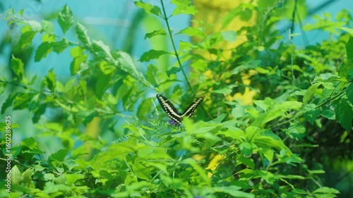 Violet Nectar Harmony: 4K Slow Motion Close-Up of Comet Swallowtail & Clouded Sulphur Butterflies Feeding Together on Small Purple Flowers.