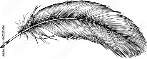 a single feather, detailed ink drawing, monochrome, intricate feather texture, light background,