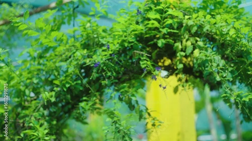 Violet Nectar Harmony: 4K Slow Motion Close-Up of Comet Swallowtail, Zebra Longwing & Clouded Sulphur Butterflies Feeding Together on Small Purple Flowers.