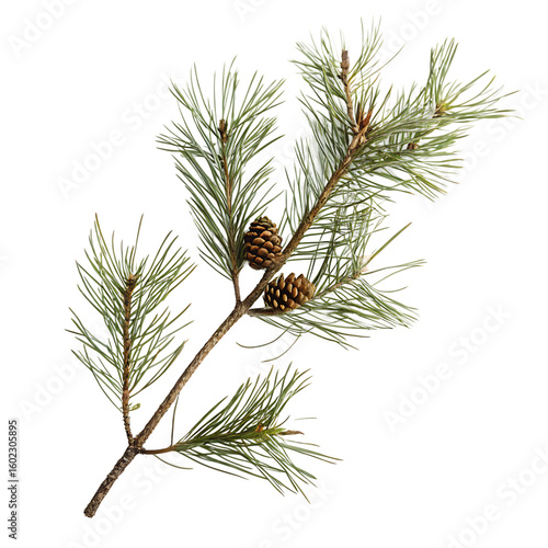 Pine branch with cones isolated on a transparent background
