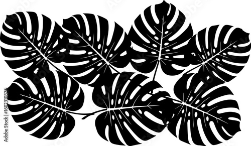 Vector art of monstera deliciosa leaves in a stylized pattern isolated on a white background
