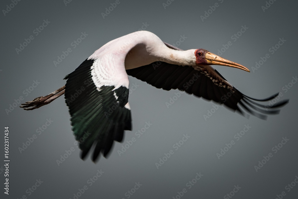 Obraz premium Tansania 2017