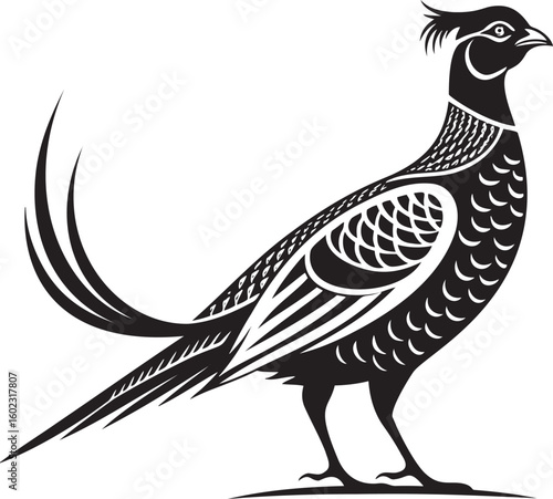 Black pheasant bird profile white
