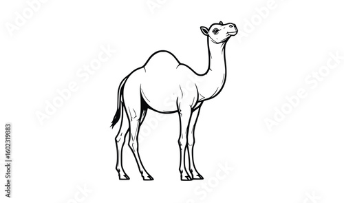 Outlined vector camel illustration for desert themes, coloring pages, educational content or cultural decor