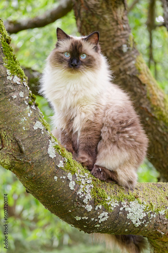big cat (ragdoll) sitting on a branch