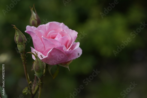 Wallpaper Mural quantum pink valentine roses on different scales and macro photography Torontodigital.ca