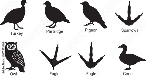 Bird silhouettes and footprints turkey silhouette partridge silhouette, turkey silhouette, partridge silhouette, pigeon silhouette, sparrow footprints, owl silhouette, eagle footprints, goose silhouet