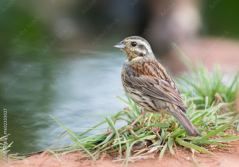Fototapeta premium Cirl Bunting