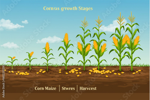 Corn growth stages illustration showing maize farming cycle from seed to harvest for agriculture education