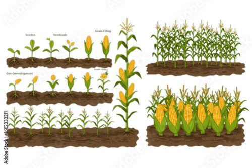 Corn growth stages showing development from seed to harvest ready, ideal for agriculture education