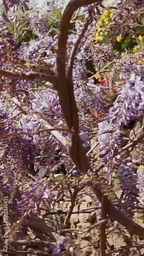 Wallpaper Mural Japanese cherry blossom sakura pink flowers close up in the garden outside. Atmosphere and culture of Japan. Nature and smell in botanical park Torontodigital.ca