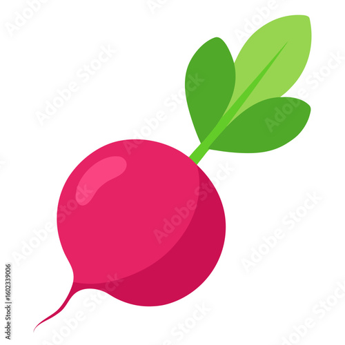 Radish  vector illustration perfect for posters, icon, t-shirts, cards, wall art prints and ai design.