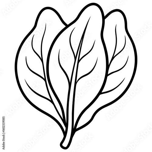 Spinach  vector illustration perfect for posters, icon, t-shirts, cards, wall art prints and ai design.